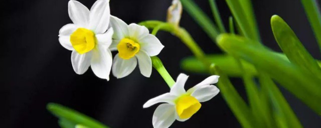 双托水仙花和单托水仙花的区别 如何区别双托水仙花和单托水仙花