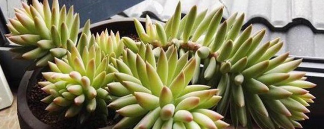 多肉佛手养殖方法注意事项 养殖多肉佛手的教程和禁忌