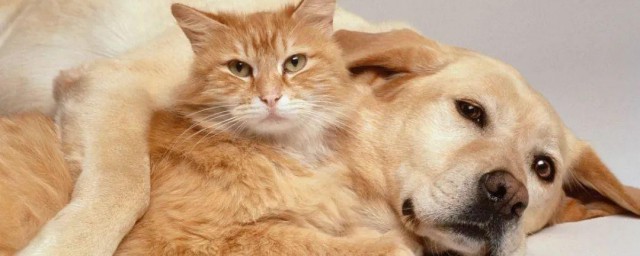 猫和狗的个性有什么区别 猫和狗的个性区别介绍