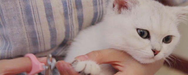 小猫多大才能剪指甲 小猫什么时候剪指甲