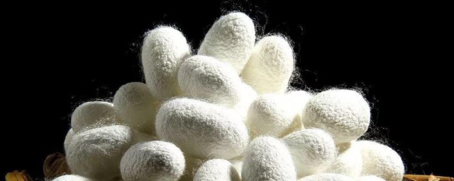 蚕结茧后要多久才会出来 蚕的简述