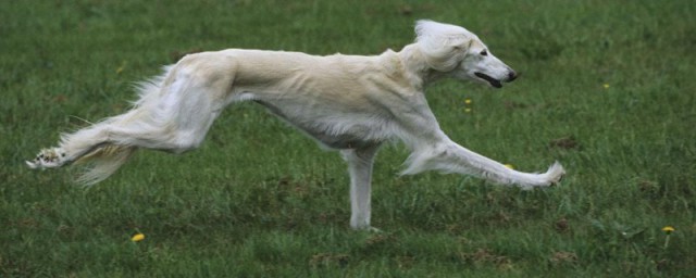 萨路基猎犬饲养方法 萨路基猎犬的饲养方法