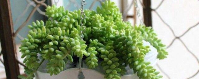 玉坠多肉怎么扦插 多肉植物玉缀能扦插吗