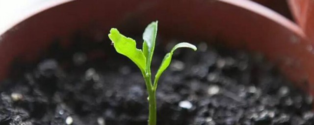 柠檬籽快速发芽要领 柠檬籽如何种才能发芽