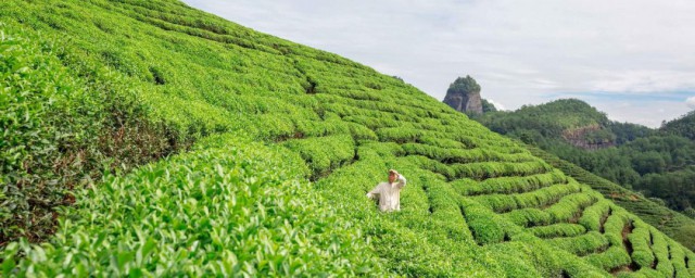 茶树种植技术茶叶种植办法 茶树应该如何养护