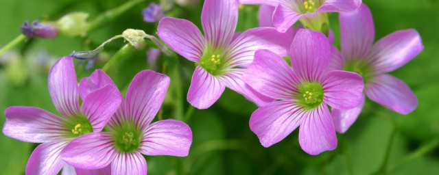 苜蓿花花语 苜蓿花的花语是什么