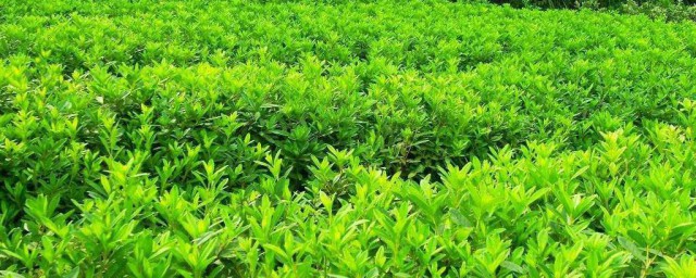 常用绿化苗木品种大全 都有哪些种类的绿化苗木