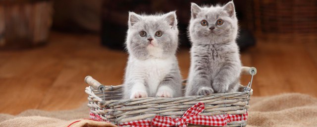 英短公猫和母猫的成长区别 英短公猫和母猫有哪些成长区别