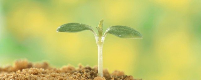 双子叶植物种子和单子叶植物的区别 双子叶植物的叶片有何不同