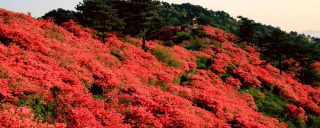 杜鹃花海在哪里 杜鹃花海的介绍