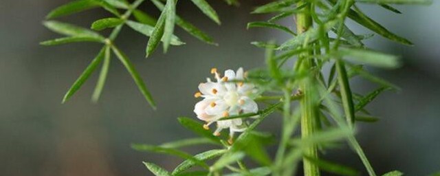 狐尾天门冬的养殖技巧和注意事项 狐尾天门冬的养殖要领和注意事项有哪些