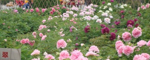 菏泽牡丹花开花时间 关于菏泽牡丹花开花时间