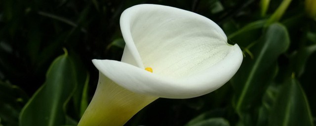 海芋的花语 海芋的介绍