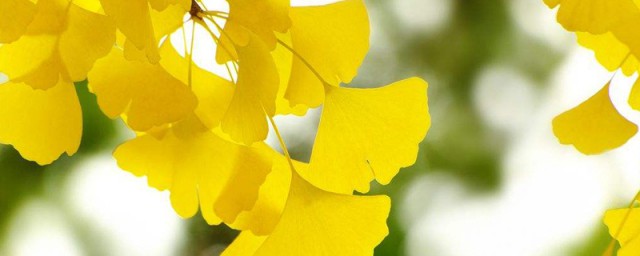 国家保护植物有哪些 国家保护植物的介绍