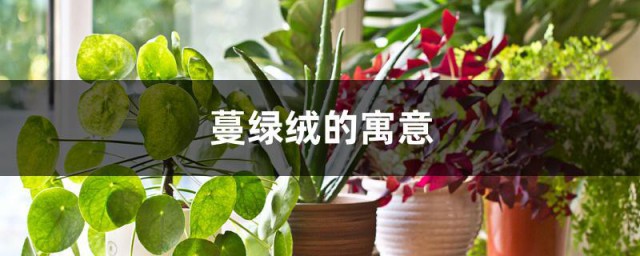 蔓绿绒的寓意 蔓绿绒的寓意是什么