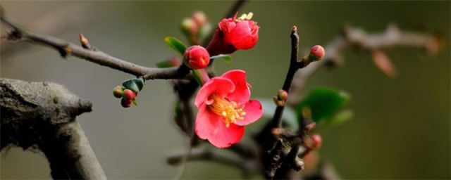 红梅花的寓意是什么 红梅花的寓意