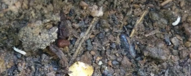 花土里小白虫如何杀死 花土里小白虫的消灭办法