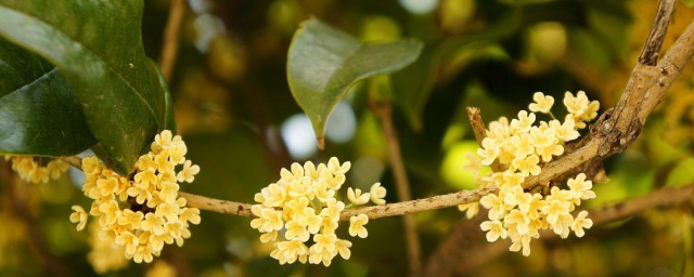 桂花的花语和寓意 桂花介绍