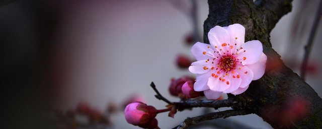 梅花的形状像什么 梅花介绍