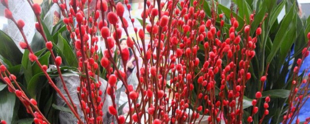红色银柳的花语和寓意 红色银柳的花语和寓意是什么