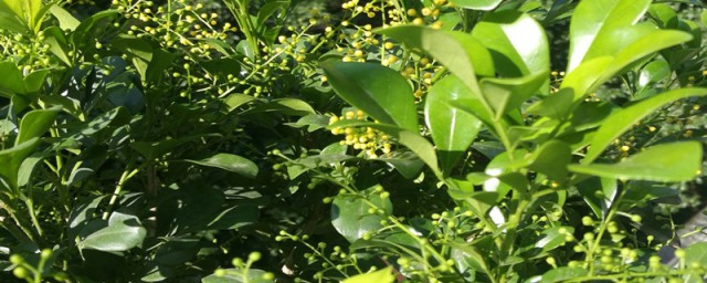 米兰花的修剪方法和注意事项 米兰花如何修剪