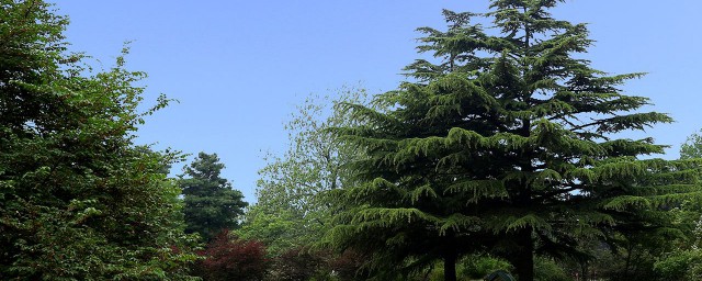 米叶罗汉松和雀舌罗汉松有什么区别 怎么区别米叶罗汉松和雀舌罗汉松