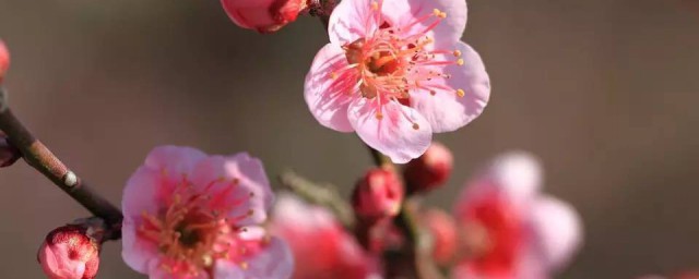 梅花的颜色及样子简介 梅花的颜色和特征介绍