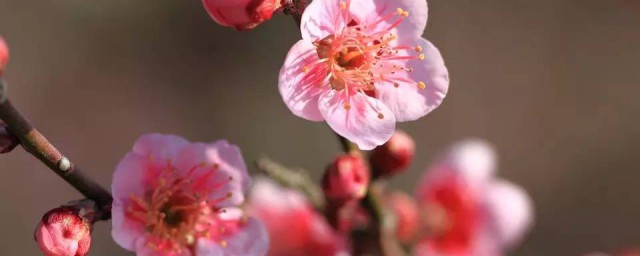 梅花的颜色及样子介绍 梅花的颜色和特征简介