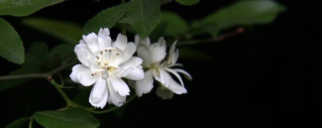 木香花的花期 木香花的花期是什么时候呢