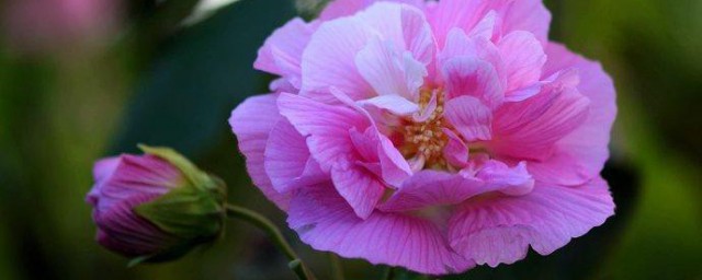 芙蓉花和荷花是一种花吗 芙蓉花和荷花属不属于同类呢