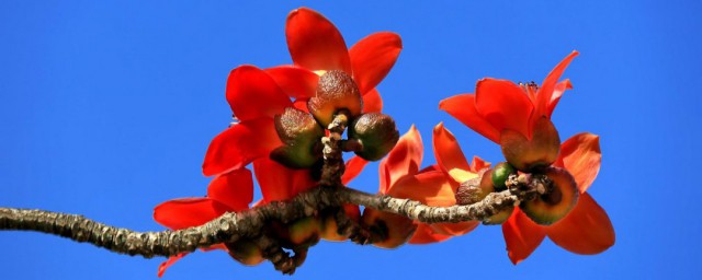 广州市花是什么 广州市花到底是什么花呢