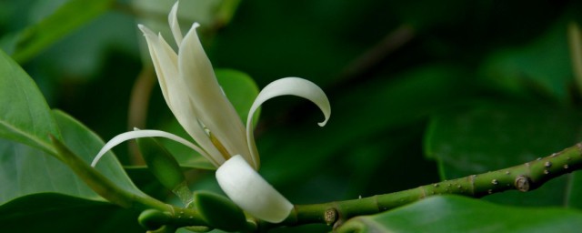 白兰花的花期有多长 白兰花花期