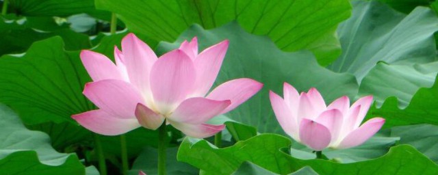 宝莲花的寓意和象征 宝莲花的寓意和象征是什么