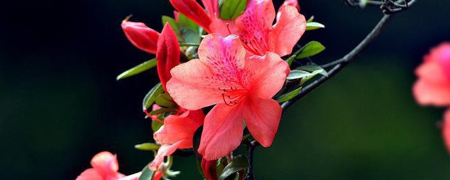 杜鹃花花语和寓意 杜鹃花花语象征着什么介绍