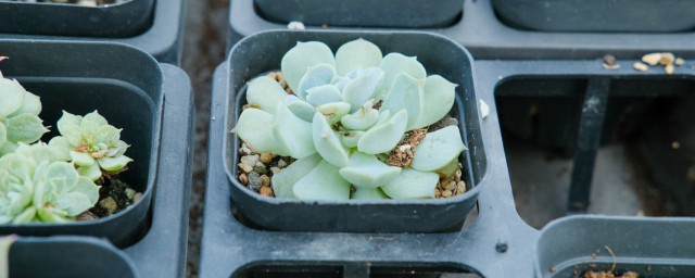 多肉怎么修根 多肉的修根技巧