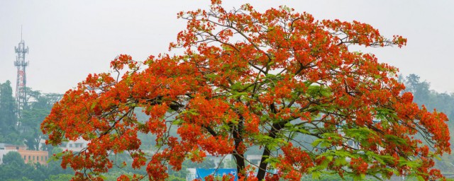 凤凰木花语 凤凰木的花语是什么