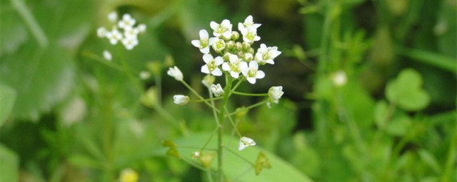 春天野菜有哪些 春天有什么野菜可以吃