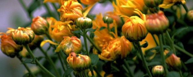 冬菊的花语是什么 冬菊的花语介绍