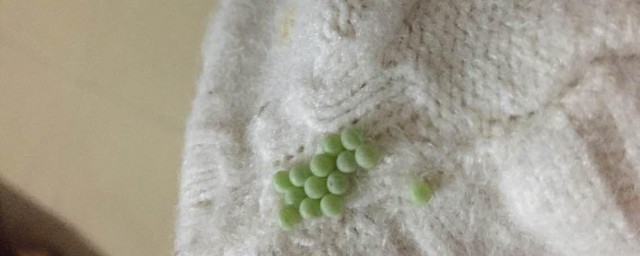 衣服上有虫卵还能要吗 衣服上有虫卵怎样处理