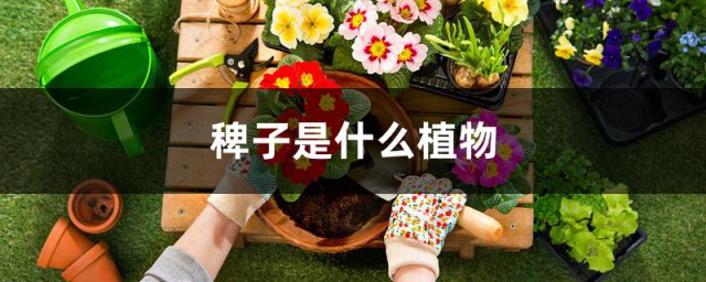 稗子是什么植物 稗子的简介