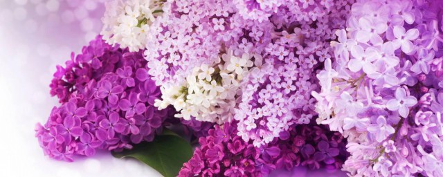 丁香花的花语和寓意 丁香花的花语和寓意介绍