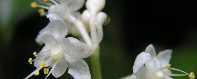 杜若花的花语 杜若花的花语是什么呢