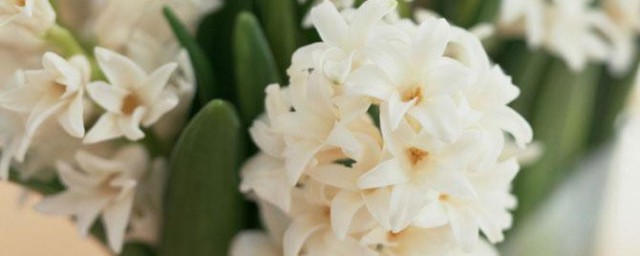 白色风信子花语 白色风信子花语的简介