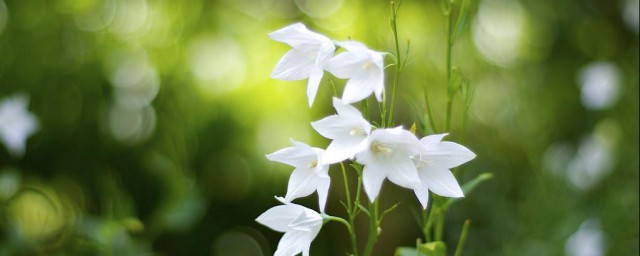 白桔梗花的花语 白桔梗花有什么花语