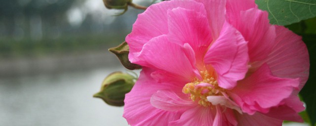 芙蓉的寓意 芙蓉介绍