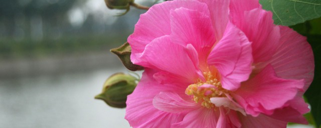 芙蓉的寓意 芙蓉简介