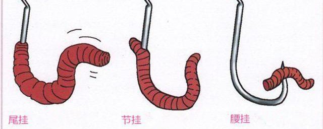 小白条蚯蚓正确挂钩方法 怎样用小白条蚯蚓正确挂钩