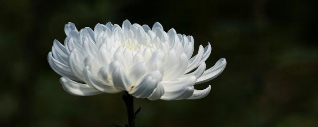 白菊花的花语和寓意 白菊花的花语和寓意是什么