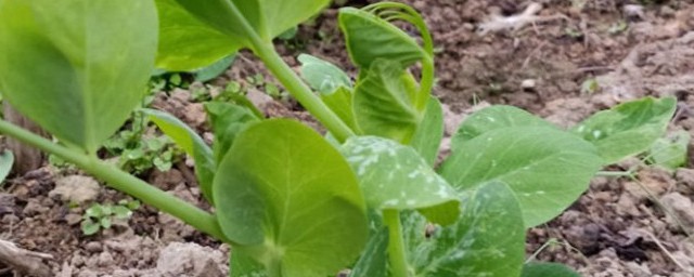 豆苗种植方法及管理 豆苗的栽培技术