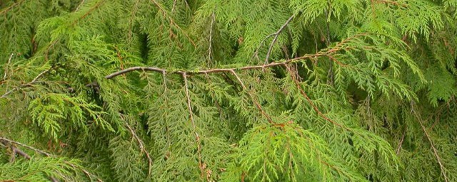 红桧是什么植物 红桧植物介绍